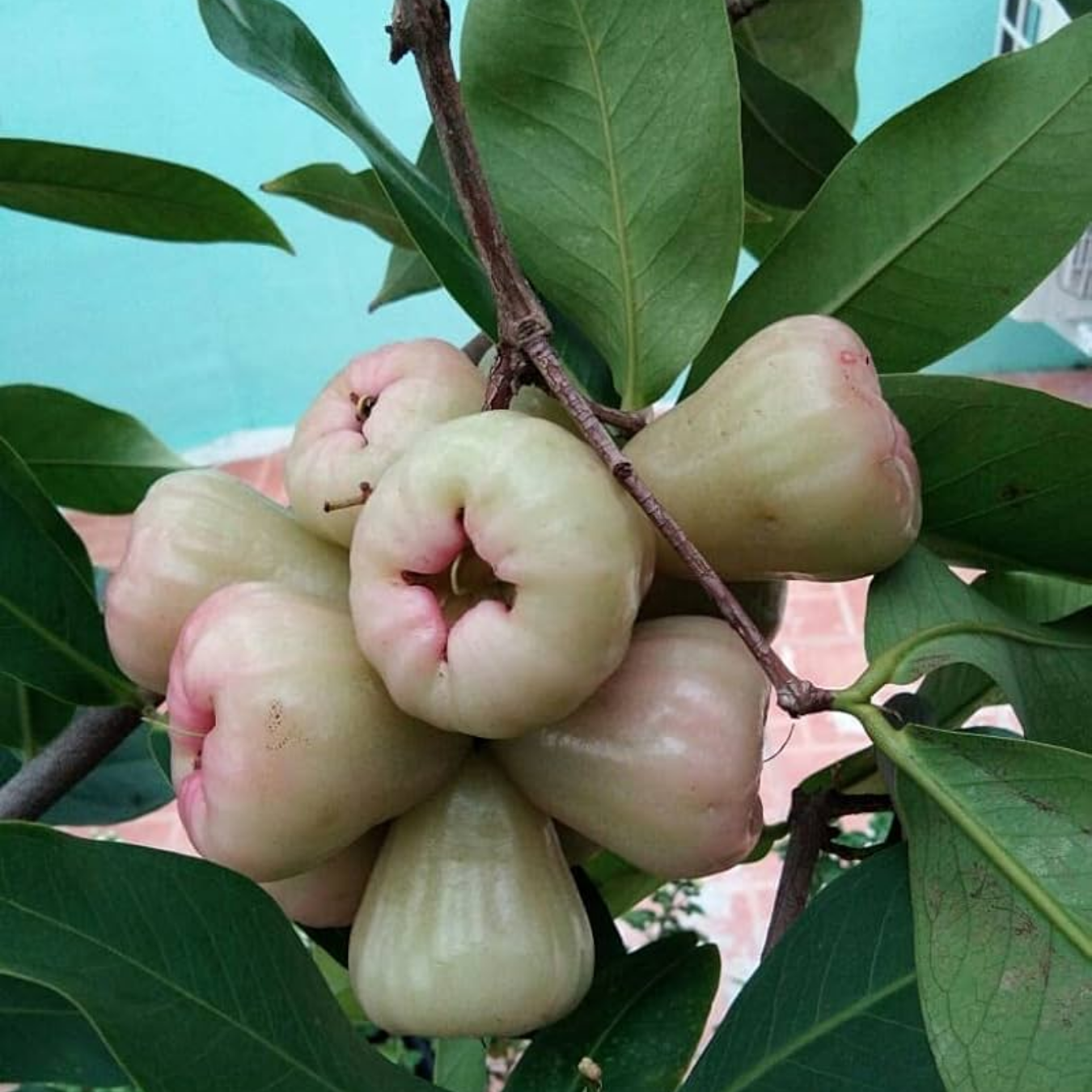 White Water Apple Fruit Plant