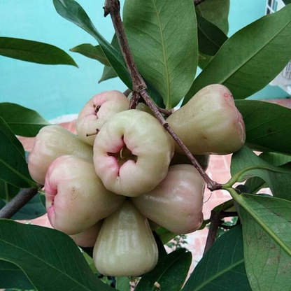 White Water Apple Fruit Plant