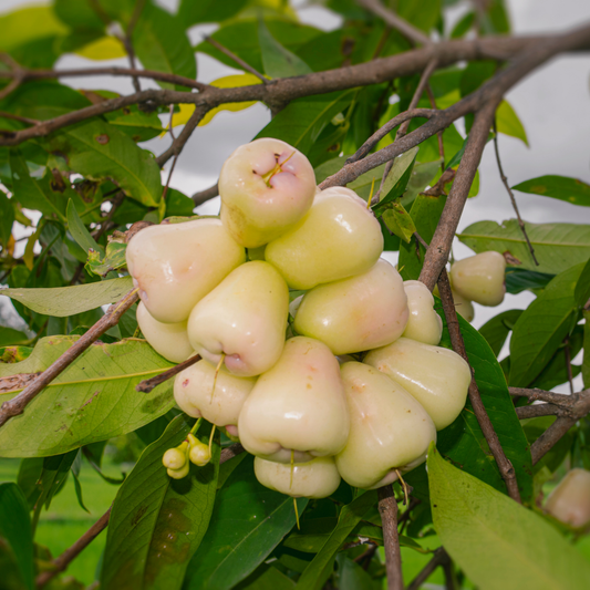 White Water Apple Fruit Plant