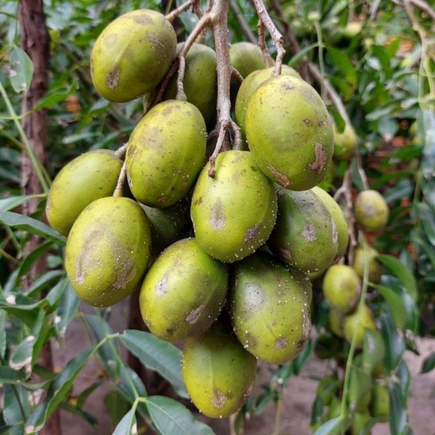 Indian Hog Plum Fruit Plant