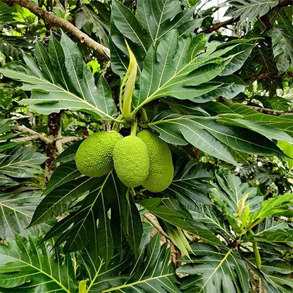 Breadfruit Plant