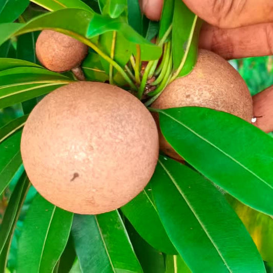 Cricket Ball Chiku Sapota Fruit Plant