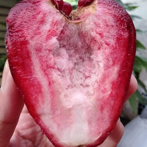 Dalhari Champa Sweet Bell Apple Fruit Plant