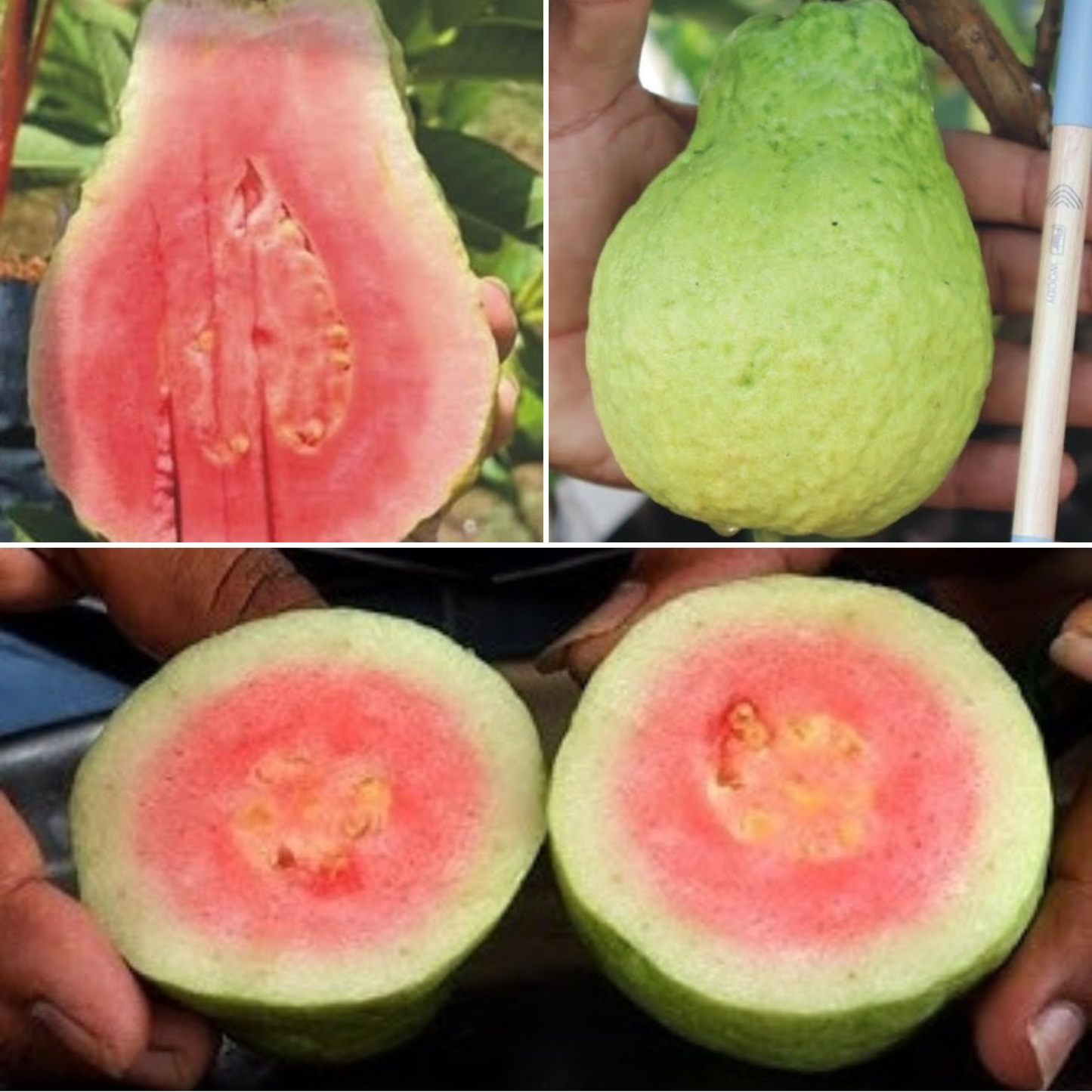 Jarvi Diamond 1 Guava Fruit Plant