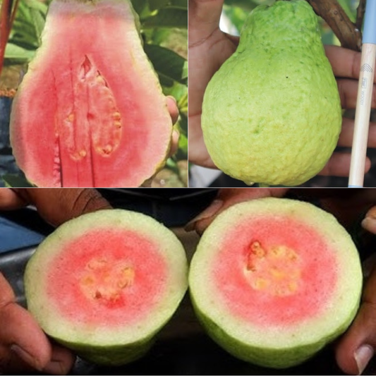 Jarvi Diamond 1 Guava Fruit Plant