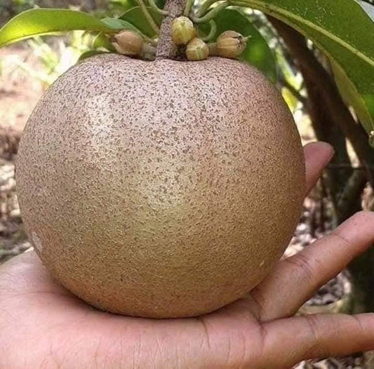 Thai Jumbo King Chiku Sapota Fruit Plant