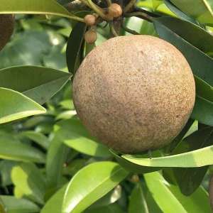 Thai Jumbo King Chiku Sapota Fruit Plant