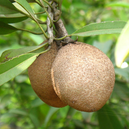 Kalapati Chiku Sapota Fruit Plant