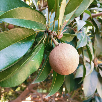 Kalapati Chiku Sapota Fruit Plant