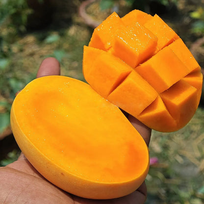 Kesar Mango Fruit Plant