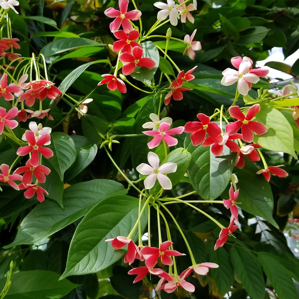 Rangoon Creeper Plant
