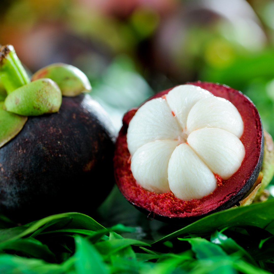 K100 Mangosteen Fruit Plant
