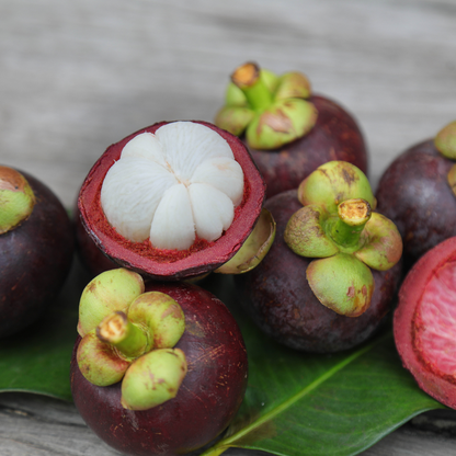 K100 Mangosteen Fruit Plant