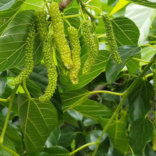 Pakistan Long Mulberry Fruit Plant