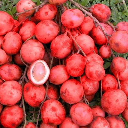 Sweet Mooty Fruit Plant