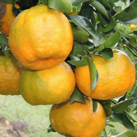 Nagpur Orange Fruit Plant