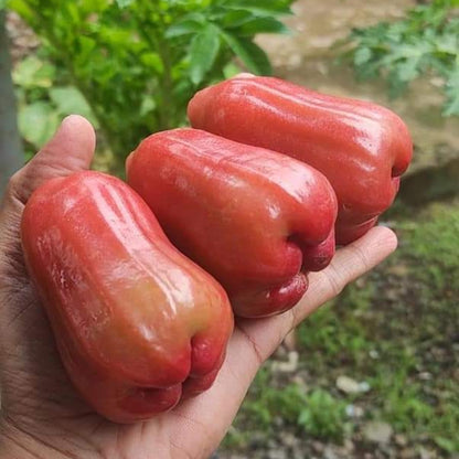 Ummer Champa Sweet Bell Apple Fruit Plant