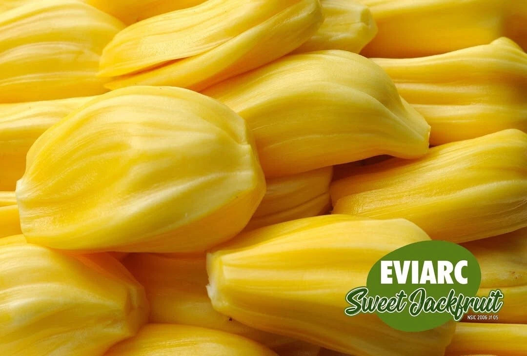 Eviarc Sweet Jackfruit Plant