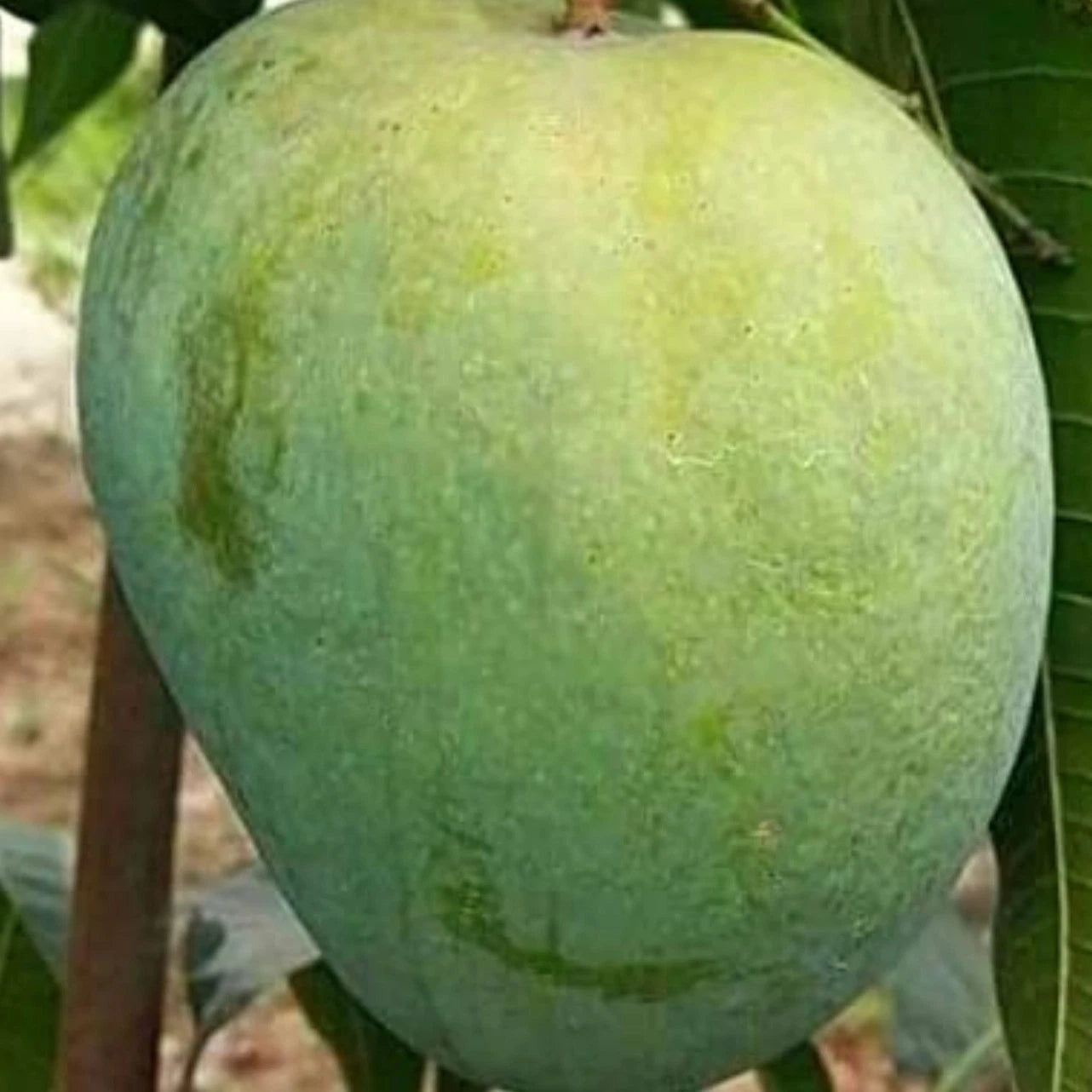 Khas ul Khas Mango Fruit Plant