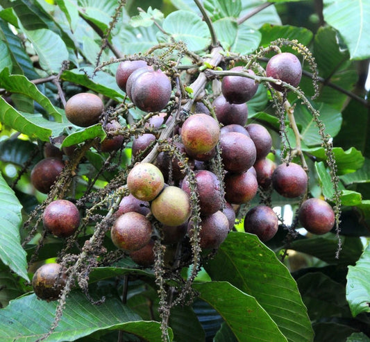 Purple Matoa Fruit Plant