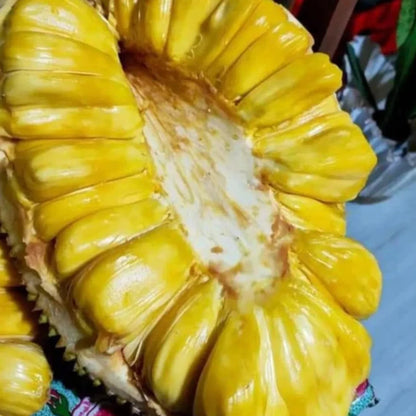 Eviarc Sweet Jackfruit Plant