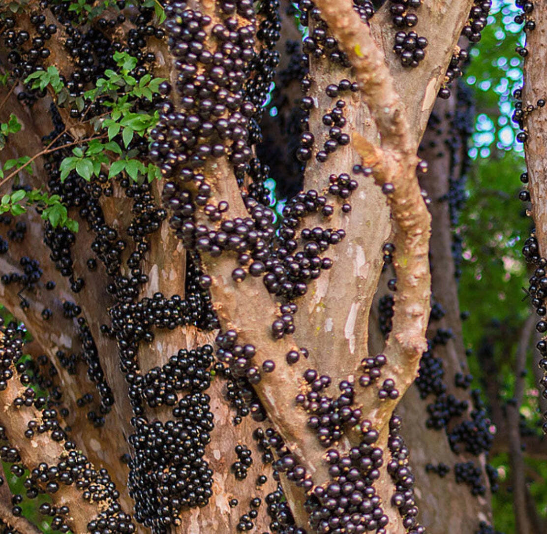Sabara Jaboticaba Fruit Plant