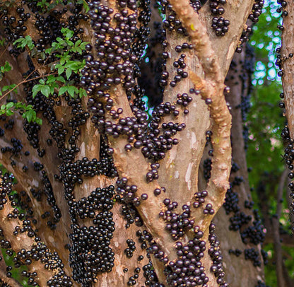 Sabara Jaboticaba Fruit Plant