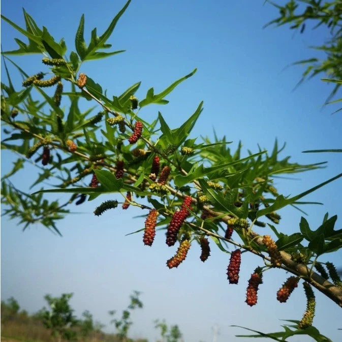 Chicken Claw Mulberry Fruit Plant