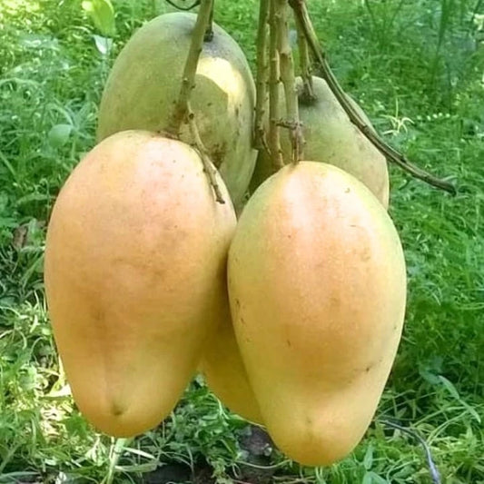 Bari 11 Mango Fruit Plant