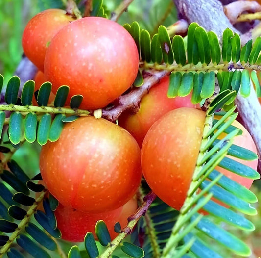 Red Gooseberry Amla Fruit Plant