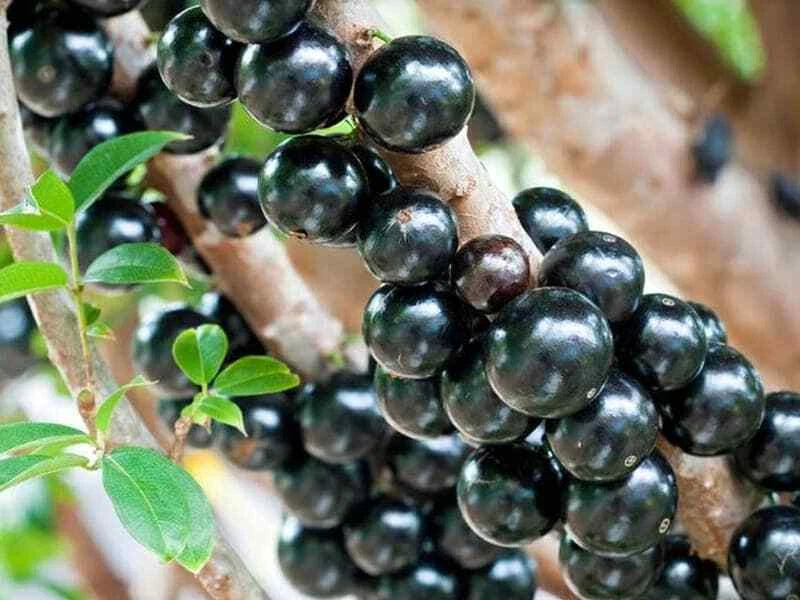 Sabara Jaboticaba Fruit Plant