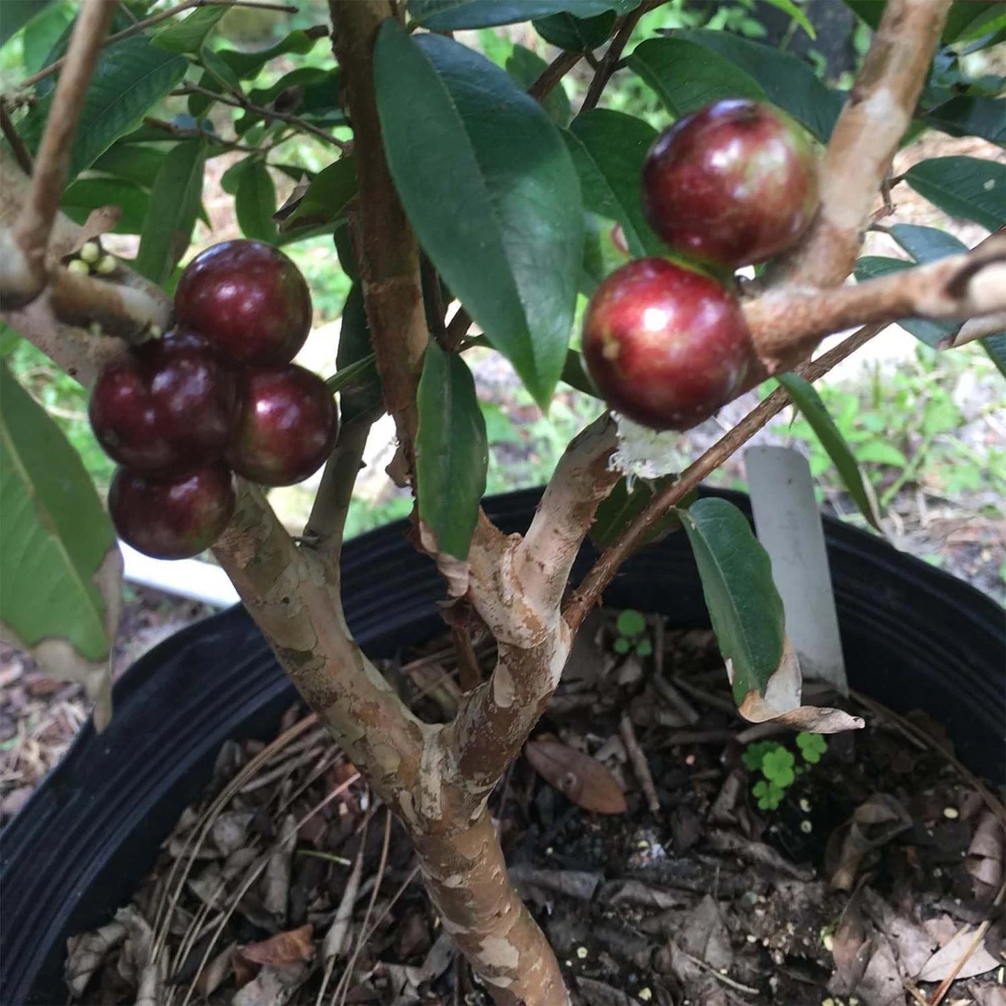Escarlate Jaboticaba Fruit Plant