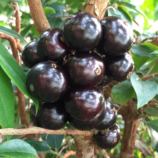 Sabara Jaboticaba Fruit Plant