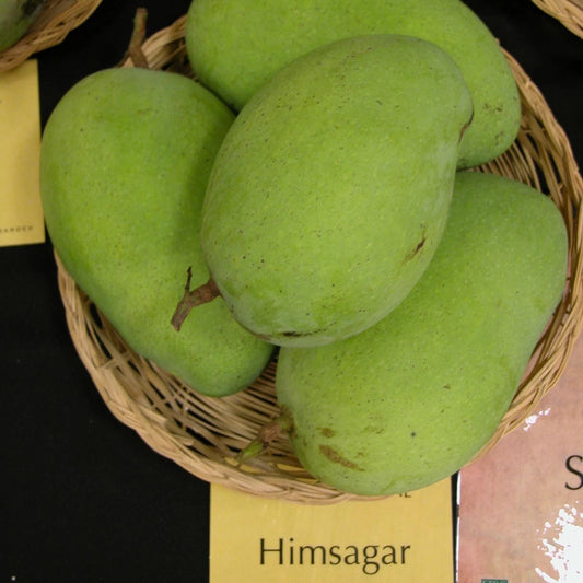 Himasagar Mango Fruit Plant