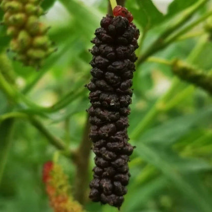 Chicken Claw Mulberry Fruit Plant