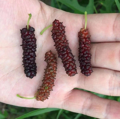 Chicken Claw Mulberry Fruit Plant