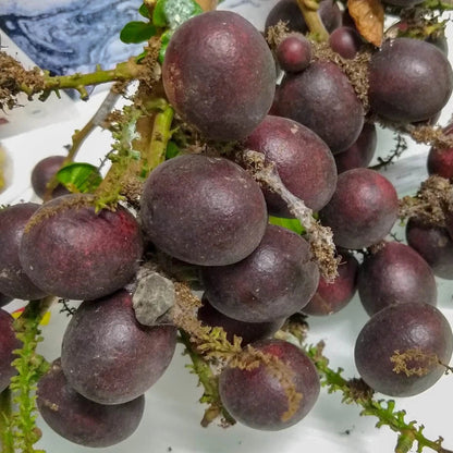 Purple Matoa Fruit Plant