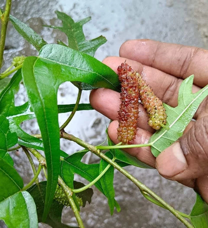 Chicken Claw Mulberry Fruit Plant