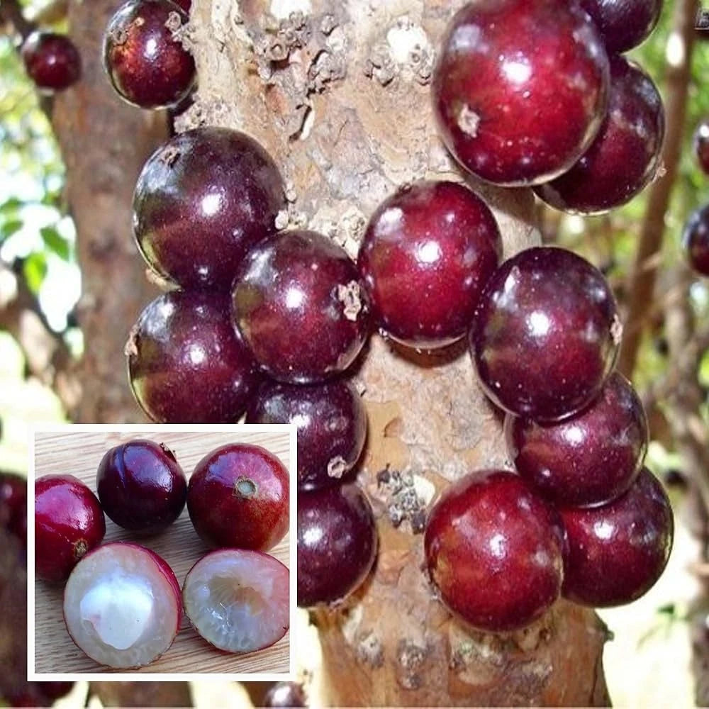 Escarlate Jaboticaba Fruit Plant