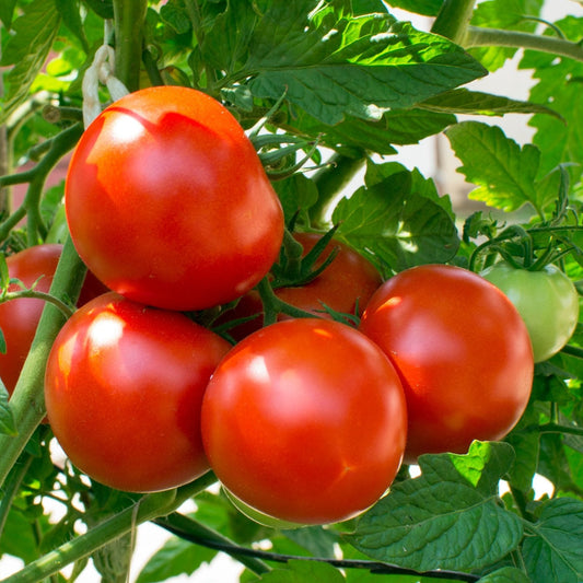 Arka Aditya Hybrid Tomato 50 Seeds
