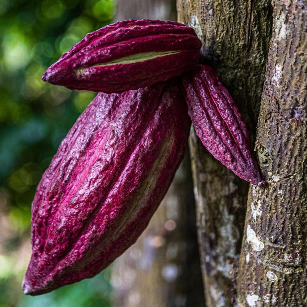 Purple Cocoa Chocolate Fruit Plant