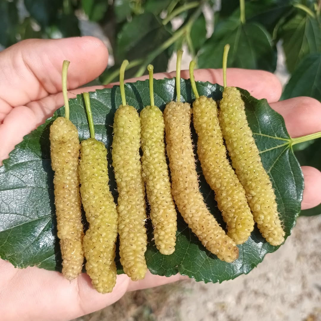 Pakistan Long Mulberry Fruit Plant