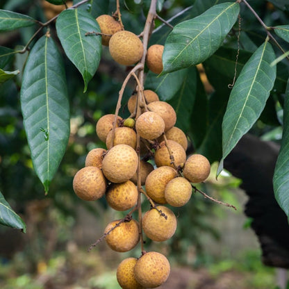 Thai Four Season Longan Fruit Plant